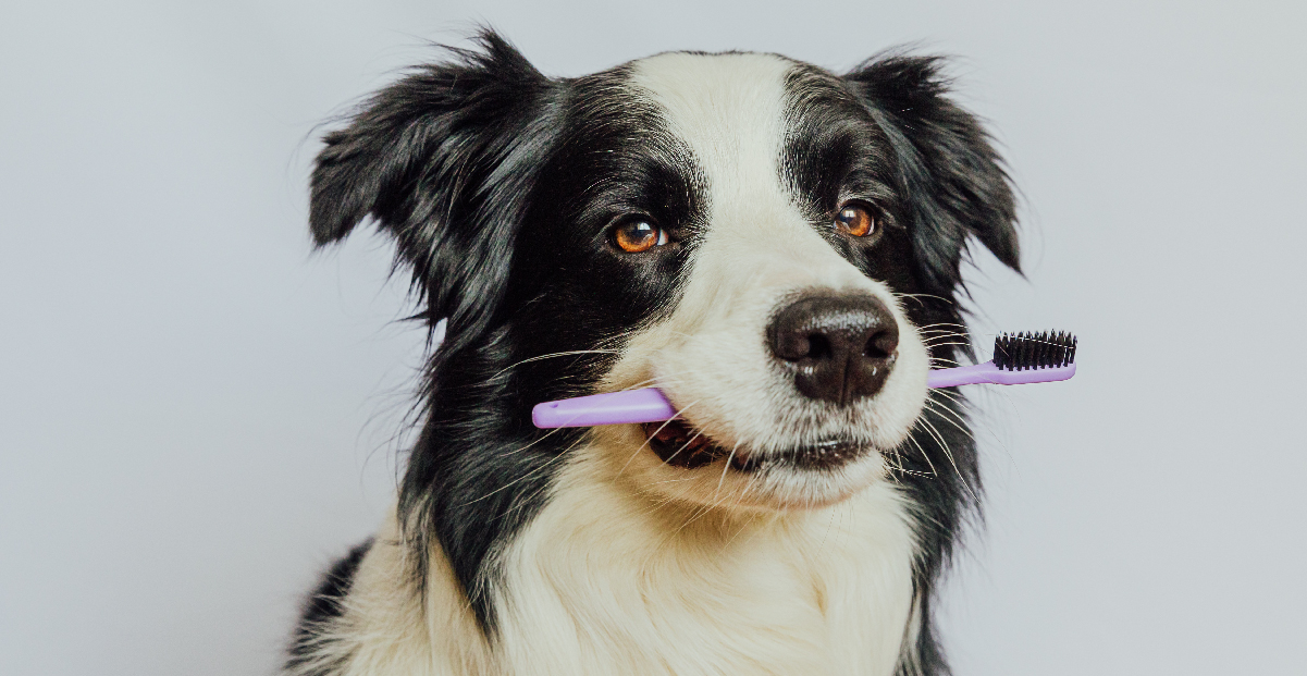 Why does my dog’s breath smell? Guides Big Dog Pet Foods